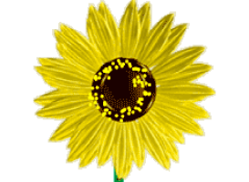 sunflower2a